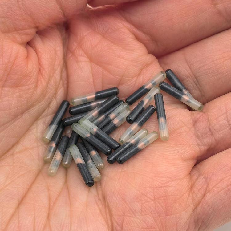 صورة تظهر مجموعة من شرائح RFID للحيوانات في راحة اليد لتوضيح حجم الزرع الصغير ونعومة الكبسولات.